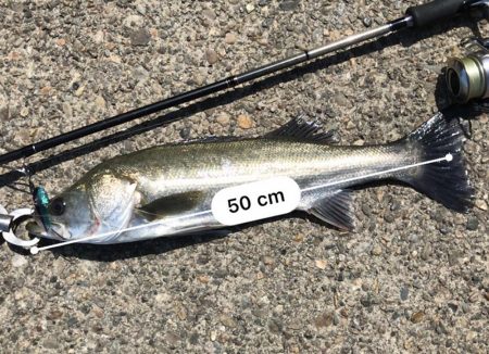 水の透明度が高いときは、暗いカラー